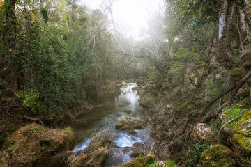 Bosque nublado
