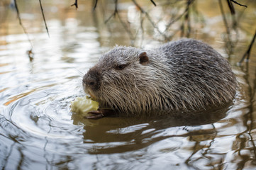 Ондатра ест
