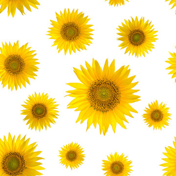 Seamless pattern with big bright sunflowers on yellow background