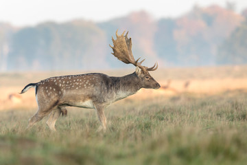 Fallow Deer, Dama dama, buck with antlers walking on the grass at the Eremitagesletten in Dyrehave, Denmark.