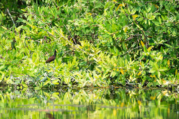 jacana