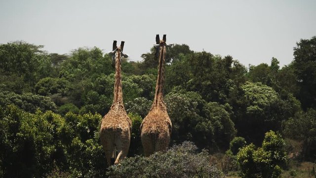 17% slow motion shot of two giraffe walking away from the camera at arusha national park in tanzania