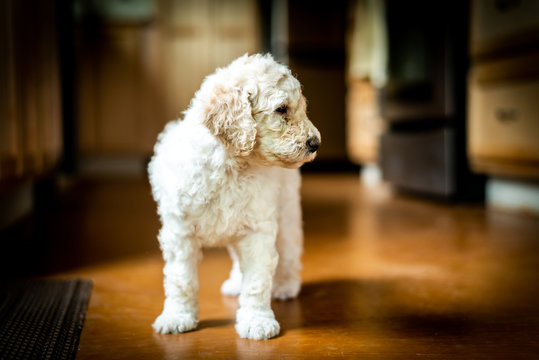 Cute little labradoodle puppy portrait indoors