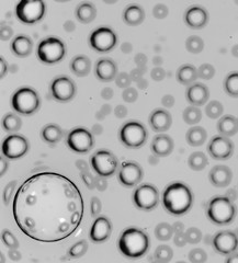 bubbles in water close-up black-and-white background