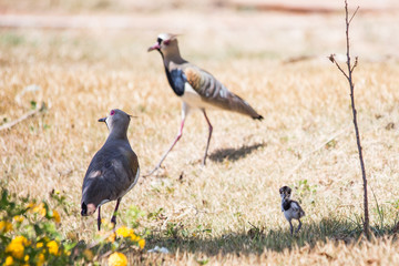 Guardiões atentos da sua prole