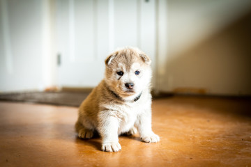 Cute husky puppy dog portrait indoors