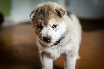 Obraz premium Cute husky puppy dog portrait indoors