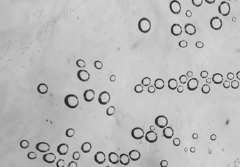 bubbles in water close-up black-and-white background