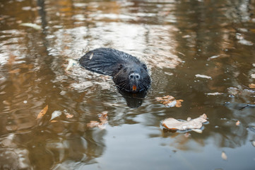 Ондатра плывёт