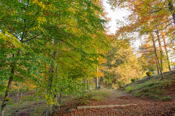 forest in the fall