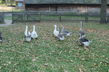 Gęsi © Rafa