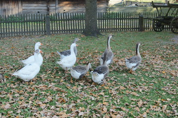 Gęsi w obejściu © Rafa