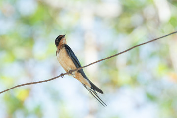 golondrina