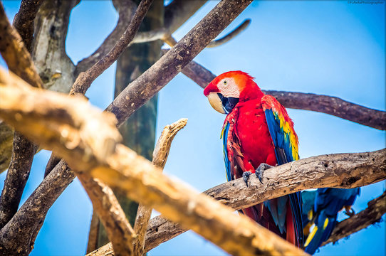 guacamayas