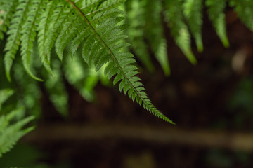 fern in the forest