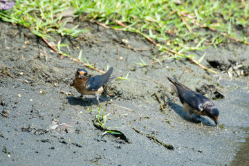 golondrina