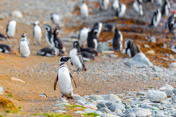 A group of Magellanic Penguin, Spheniscus magellanicus, Isla Magdalena, Patagonia, Chile. © ggfoto