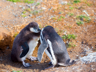 Couple of Magellanic Penguin, Spheniscus magellanicus, Isla Magdalena, Patagonia, Chile.