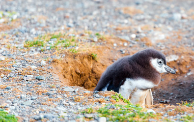 Magellanic Penguin, Spheniscus magellanicus, Isla Magdalena, Patagonia, Chile.