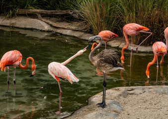 Small adult flamingo standing on one leg feeding a large juvenile young gray flamingo in a group of adult flamingos in a pond