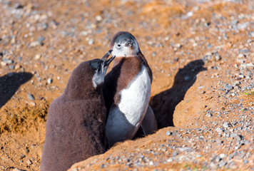Couple of Magellanic Penguin, Spheniscus magellanicus, Isla Magdalena, Patagonia, Chile.
