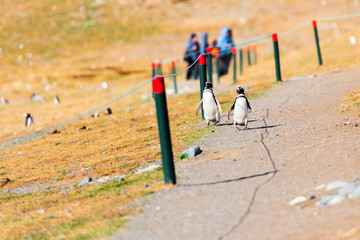 Fototapeta premium Para pingwinów magellana, Spheniscus magellanicus, Isla Magdalena, Patagonia, Chile.