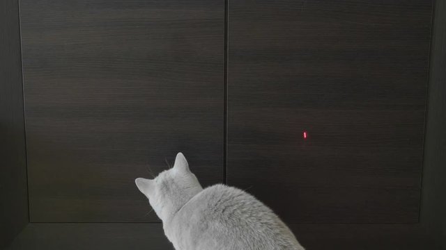 British Cat Playing With Red Dot. Wood Background.