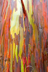 Eucalyptus bark texture abstract background, Kauai, Hawaii, USA. Close-up. Vertical.