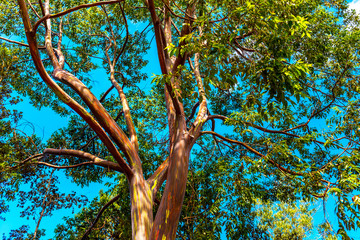 View of the rainbow eucalyptus, Kauai, Hawaii, USA.