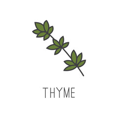 thyme line vector illustration, cooking isolated icon.
