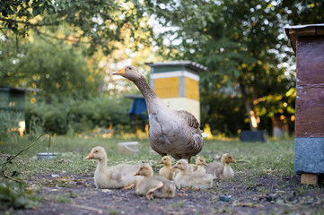 Гуси и их птенцы