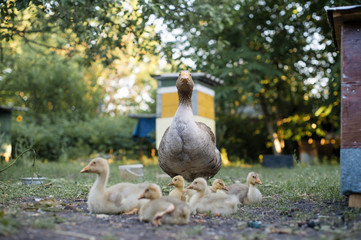 Гуси с выводком