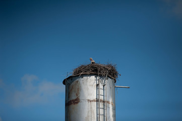 Аист в гнезде на башне