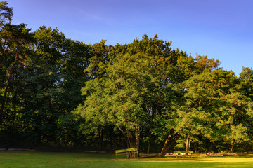 Broken bench stand on the grass under line of tree and shadow at centre of picture at Peacock island,  Pfaueninsel, in Berlin, Germany during sunset time.