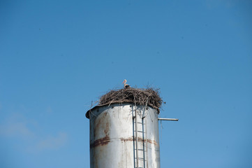 Аист в гнезде