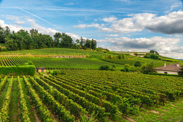 beautiful vineyard of Saint Emilion in Bordeaux, France in sunny day