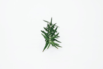 A sprig of fresh rosemary located on a bright white background. Food concept and seasoning dishes. Strengthening the taste with herbs, improving the taste.