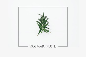 A sprig of fresh rosemary located on a bright white background. Food concept and seasoning dishes. Strengthening the taste with herbs, improving the taste.