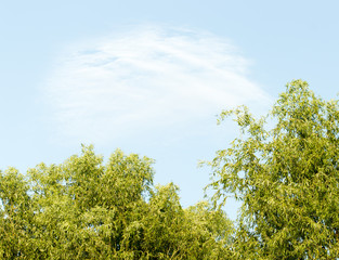 Obraz premium Weeping willow tree with blue sky view