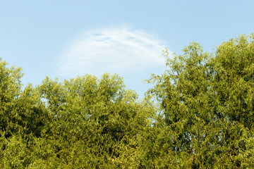 Weeping willow tree with blue sky view