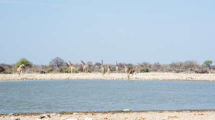 Groupe de girafes