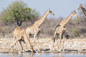 Girafe
