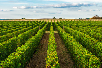 beautiful vineyard in Bordeaux, France in sunny day
