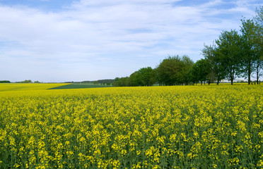 Obraz premium Ponitz / Germany: View over a blooming rapeseed field in Eastern Thuringia in April