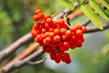 Rowan berries, Mountain ash (Sorbus)