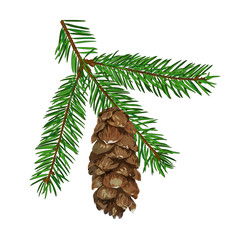 Fir tree branch with cone isolated on white background.