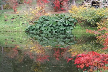 autumn landscape with pond and gunnera