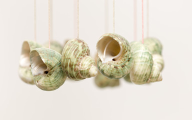 hanging decorative shell