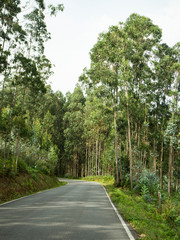 Obraz premium Bosque de eucaliptus durante el viaje, a los lados de la carretera en Galicia, España, verano de 2018