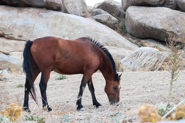 Cavallo libero